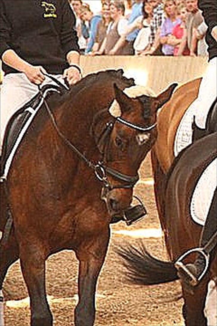 Tysk Oldenburger Terra X billede 11