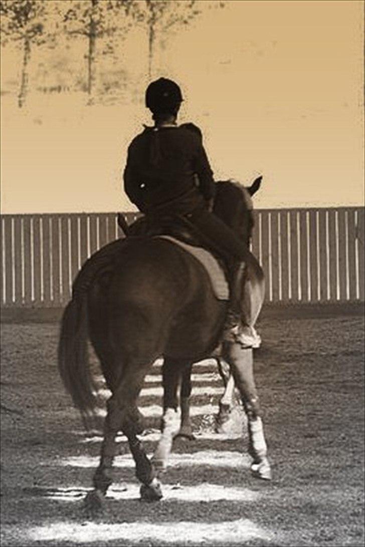 Tysk Oldenburger Terra X billede 12