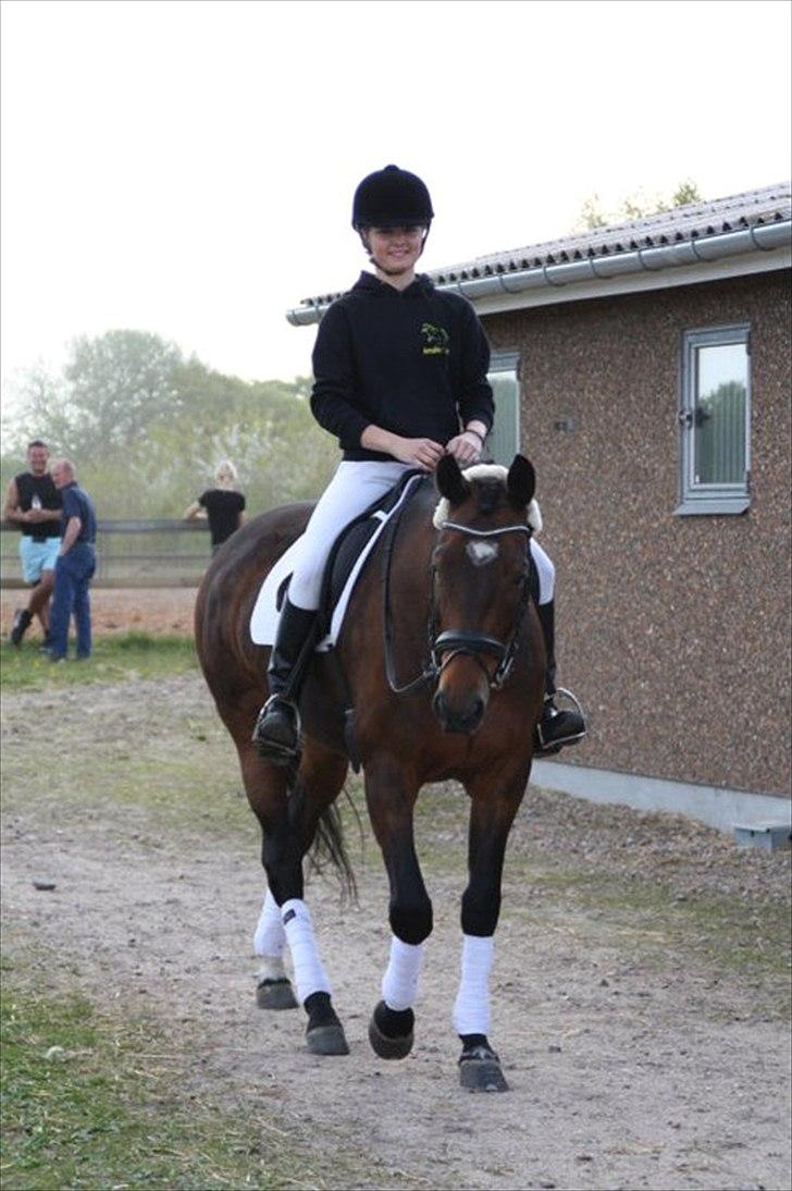 Tysk Oldenburger Terra X billede 13