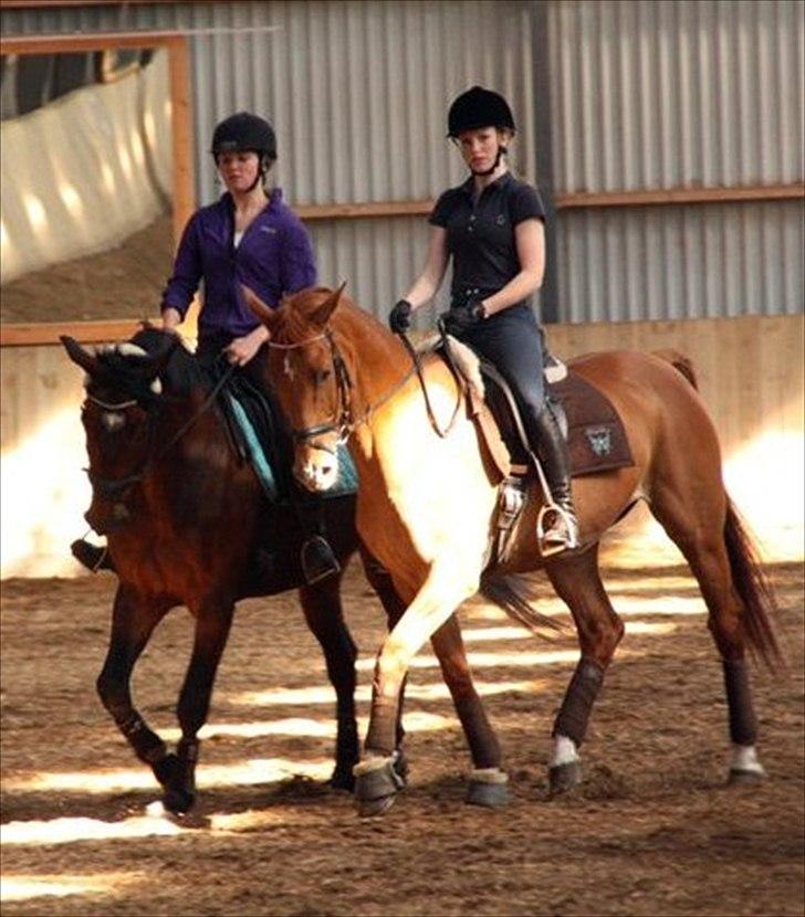 Tysk Oldenburger Terra X billede 14