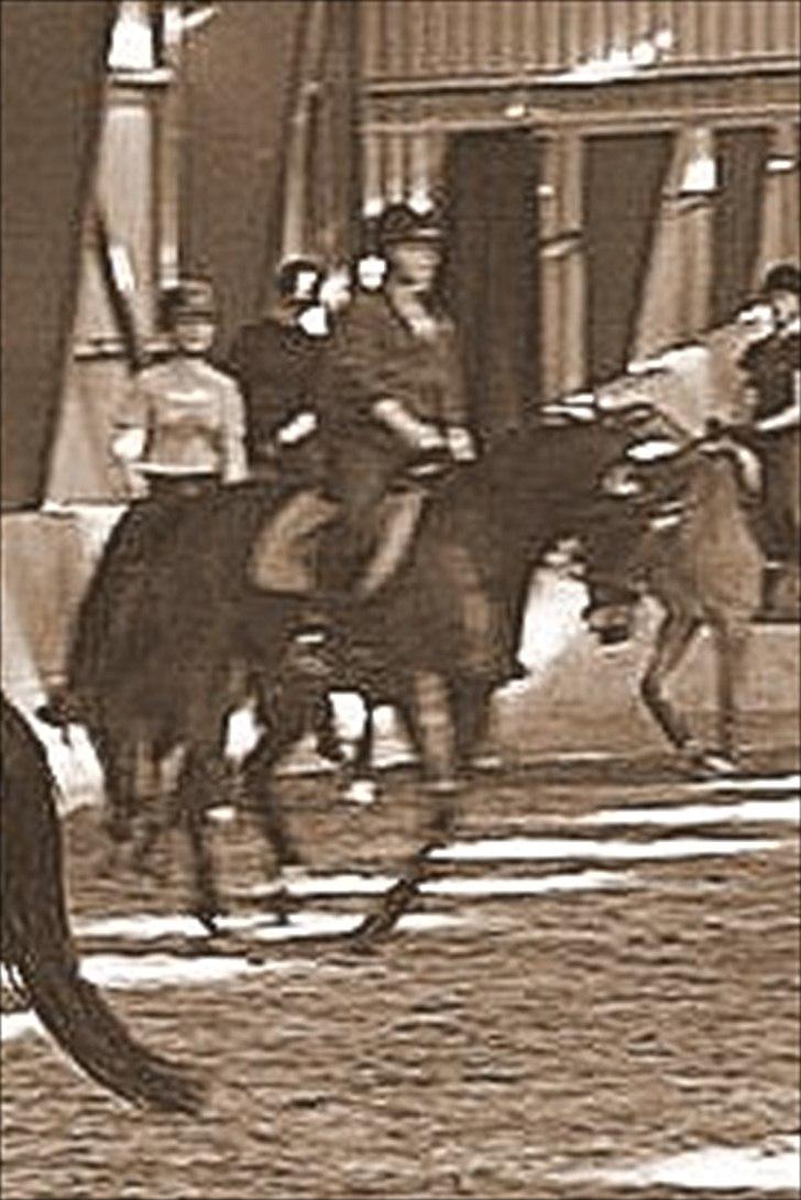 Tysk Oldenburger Terra X billede 15