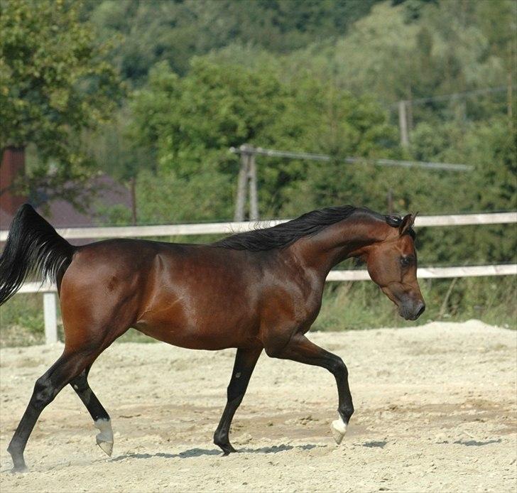 Arabisk fuldblod (OX) Poster billede 9