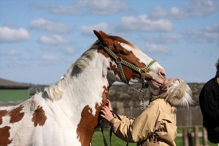 Pinto Nikolaj af Dutterup - Jeg elsker også dig <3 billede 1