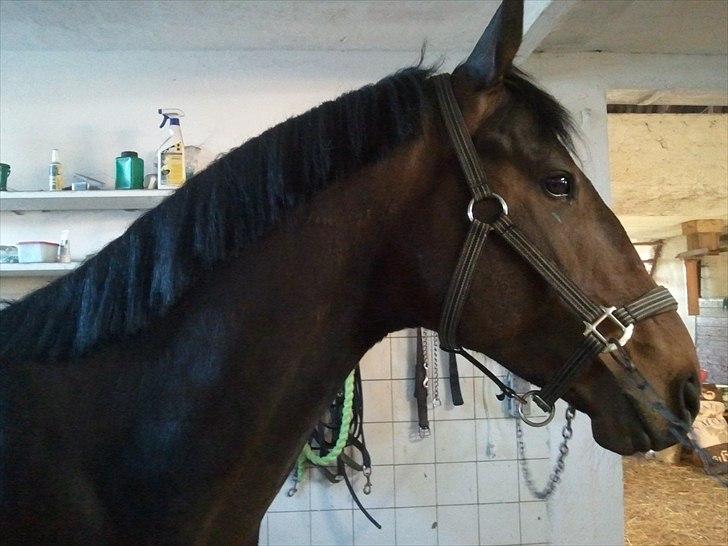 Anden særlig race Mr. Hot Chokolate Fudge billede 19