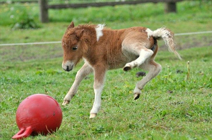 Dansk Miniature Highlight LB Tiny Flame - Velkommen til Flames profil. Foto: Isabella Larsen billede 1