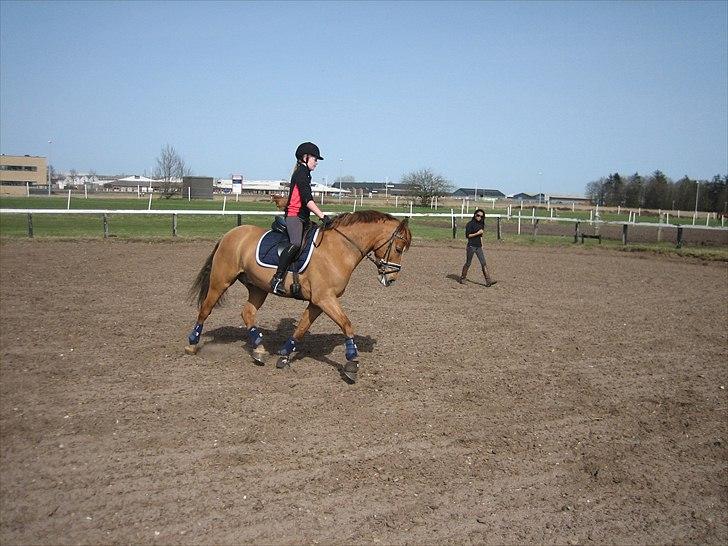 Anden særlig race Egeballes Rafael (Ralle) billede 1