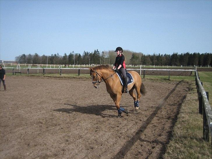 Anden særlig race Egeballes Rafael (Ralle) billede 2
