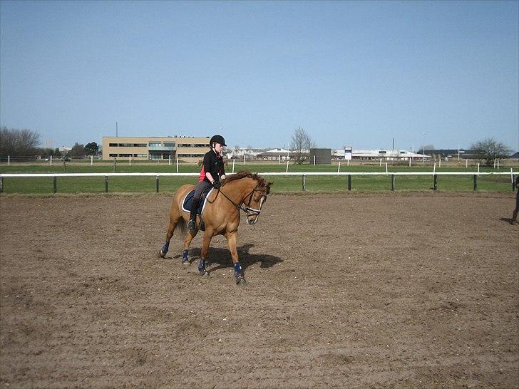 Anden særlig race Egeballes Rafael (Ralle) billede 3