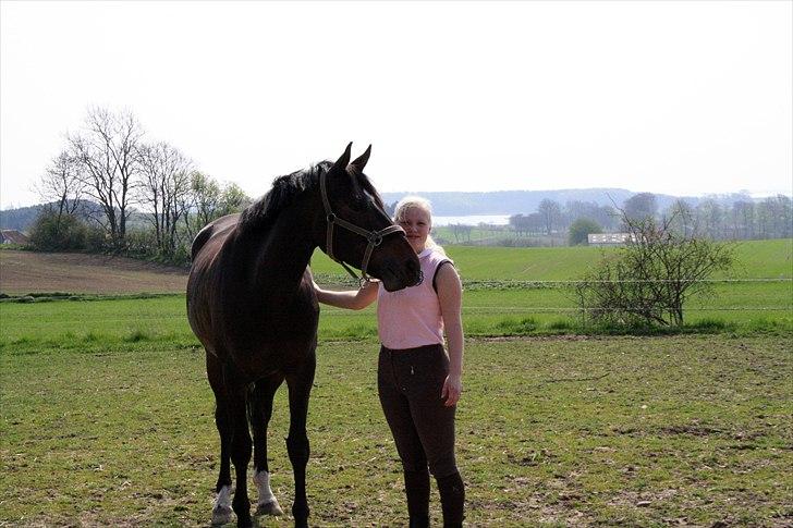 Dansk Varmblod Sebornia billede 13