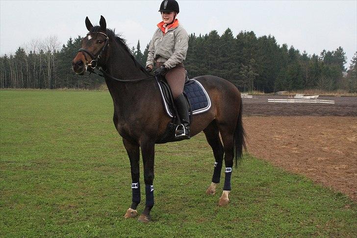 Dansk Varmblod Sebornia - Da jeg var oppe at prøve Sebornia billede 14