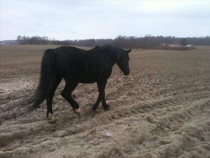 Oldenborg bastian billede 6