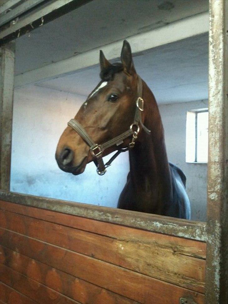 Anden særlig race Mr. Hot Chokolate Fudge billede 6