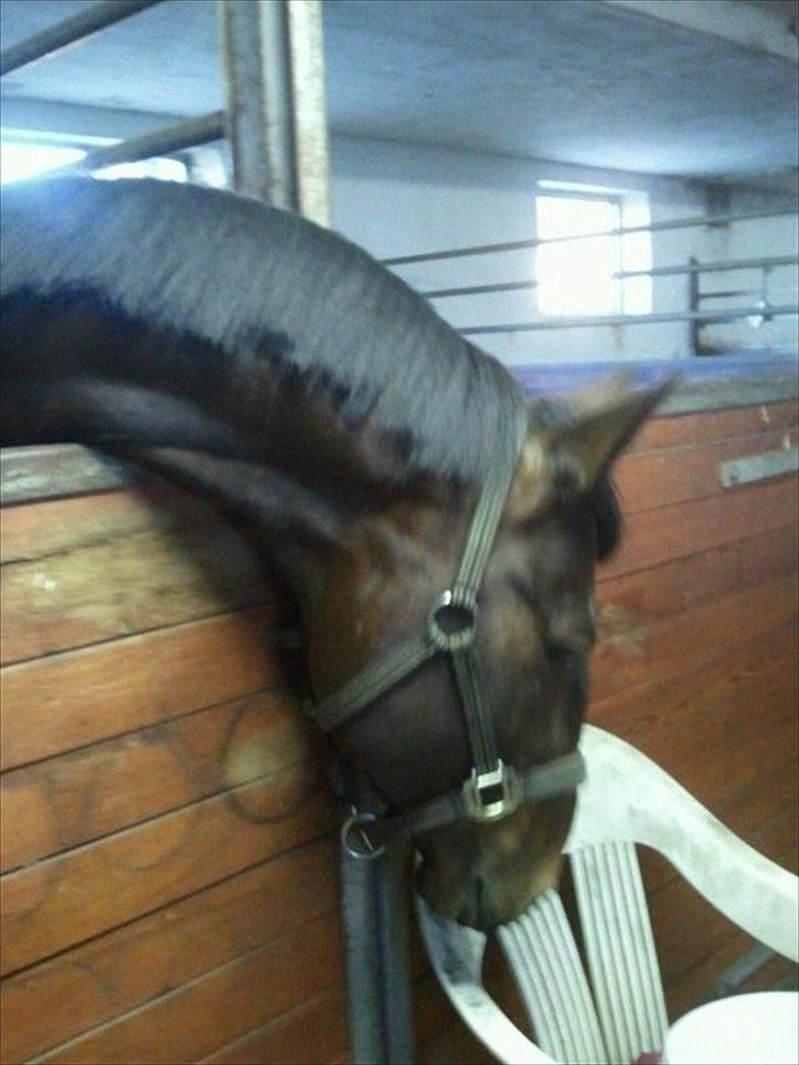 Anden særlig race Mr. Hot Chokolate Fudge billede 20