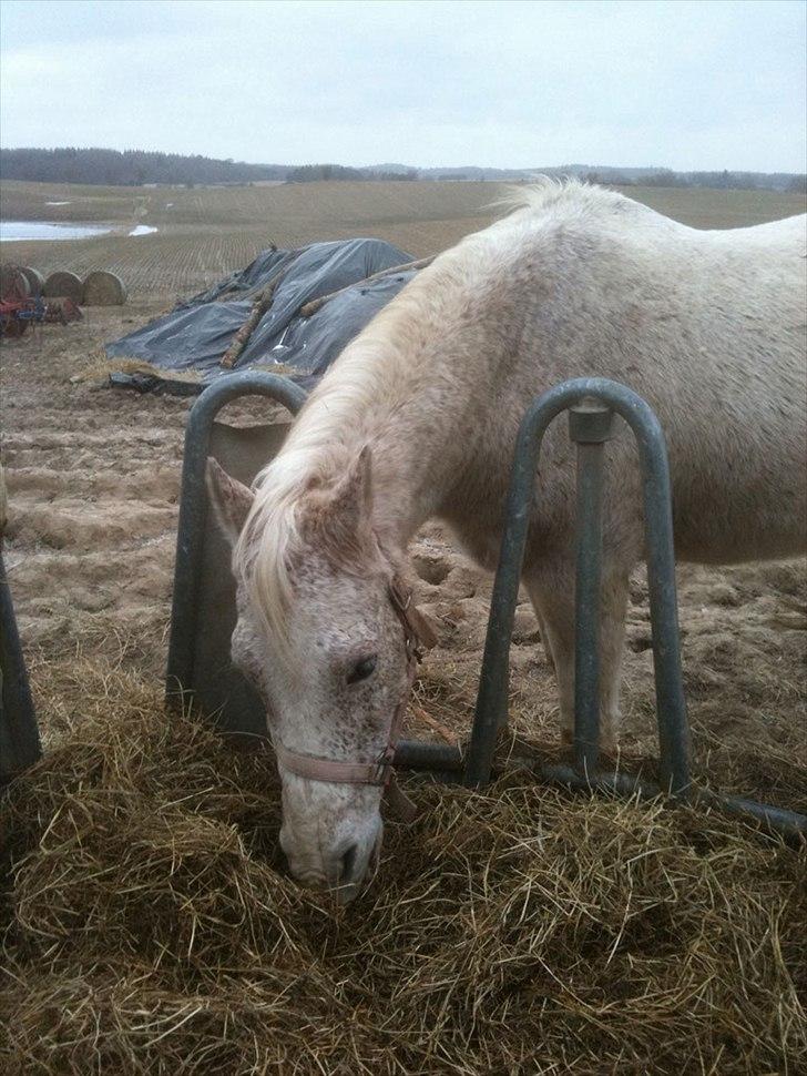 Anden særlig race shik - velkommen til hans profil lig en kommentar og bedømelse taak så bliver han glad<3 billede 1