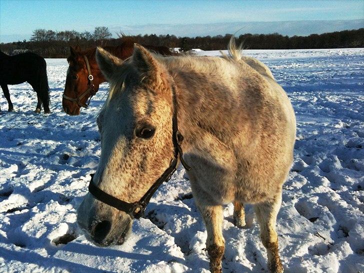 Anden særlig race shik - så smuk er jeg:-D <3 hygge på folden i viners 12011 billede 2