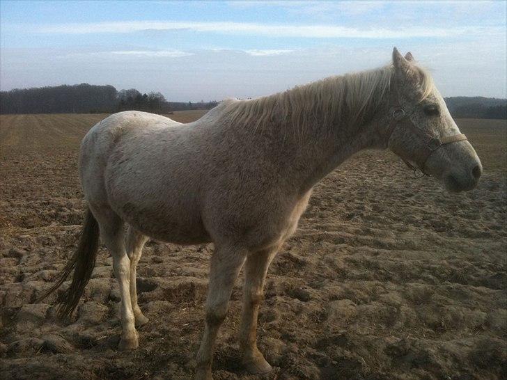 Anden særlig race shik - min smukke dreng billede 3