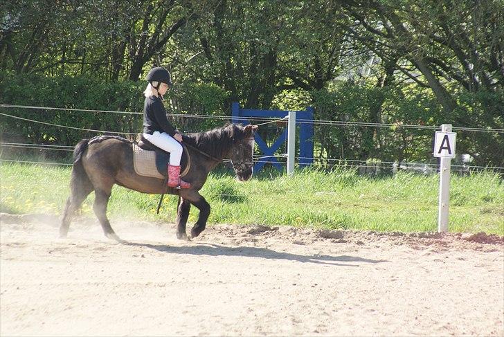 Anden særlig race Daisy billede 10