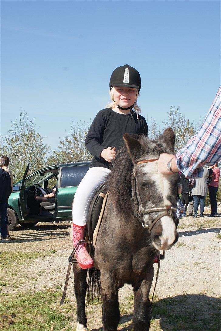 Anden særlig race Daisy billede 11