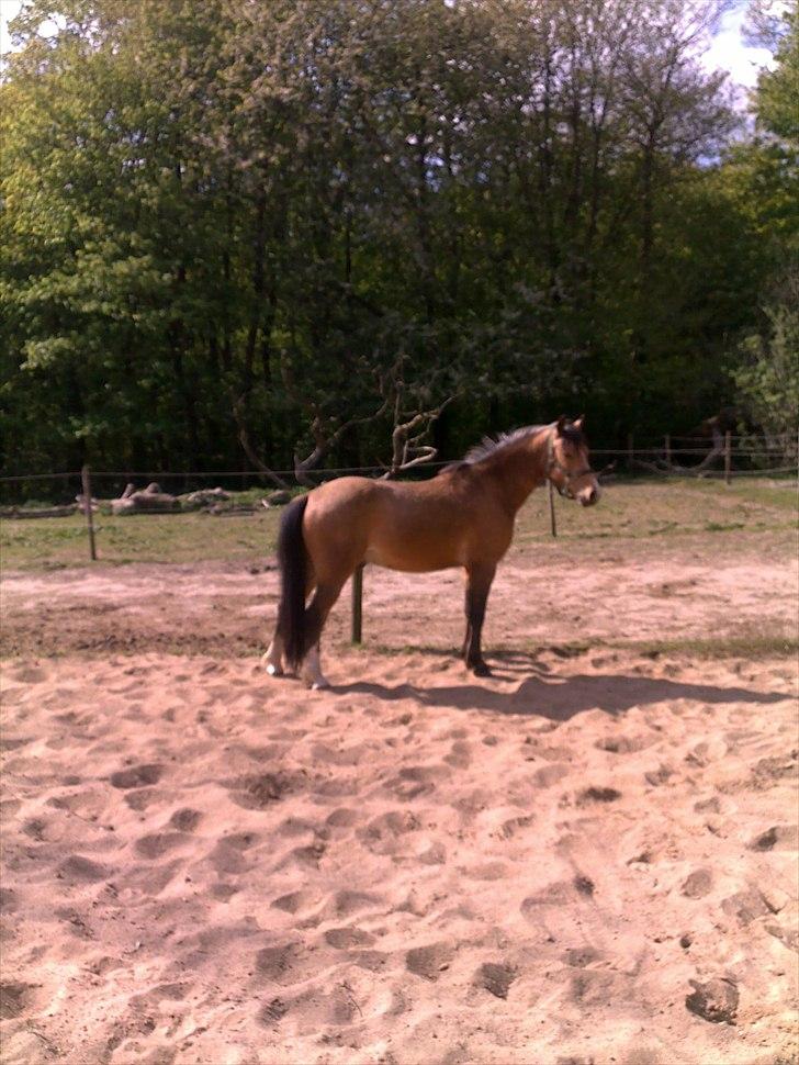 Welsh Partbred (Sec F) Tannes Bailey II blue..SOLGT - maj 2011 billede 13