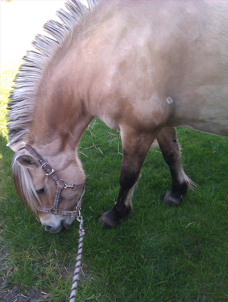 Fjordhest KALINA<3  billede 8