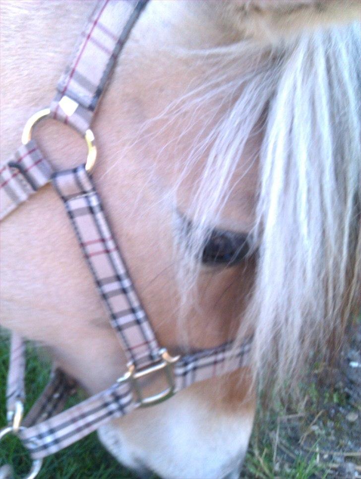 Fjordhest KALINA<3  billede 9