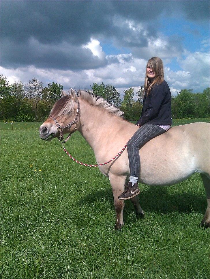 Fjordhest KALINA<3  billede 7