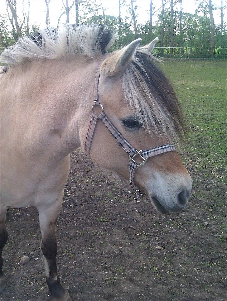 Fjordhest KALINA<3  billede 10