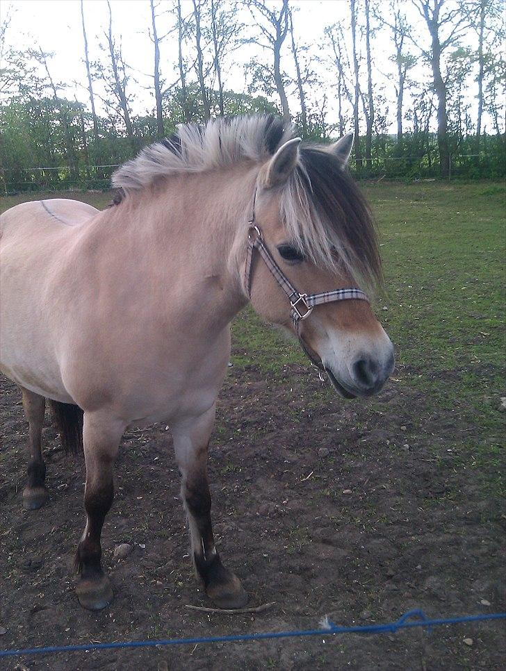 Fjordhest KALINA<3  billede 11