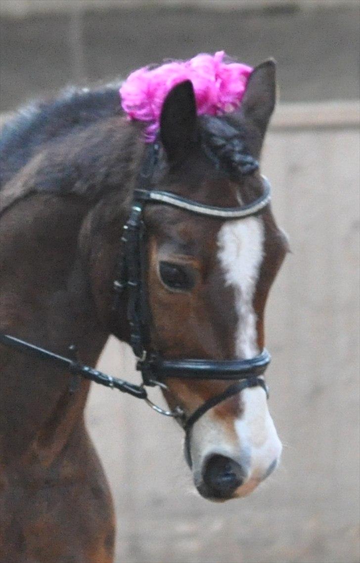 Welsh Cob (sec D) Dorthealyst Omikron - Aldrig glemt, altid gemt billede 7