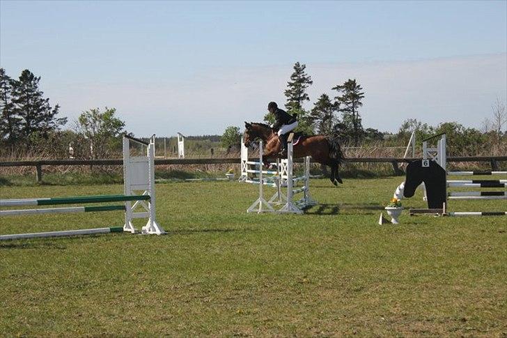 Arabisk fuldblod (OX) A/G´S Perfect Boye OX billede 11