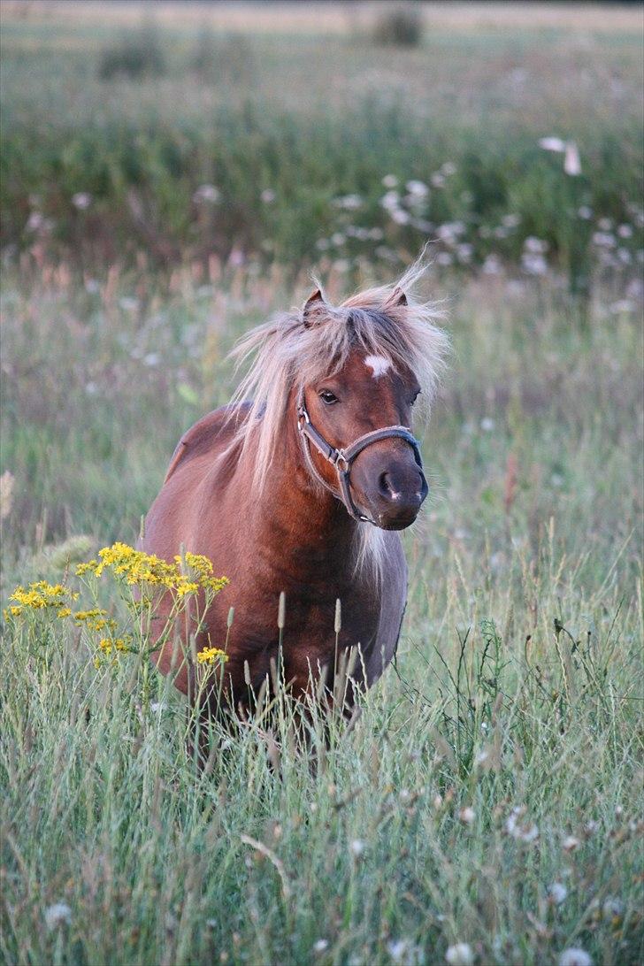 Shetlænder Anton - Jeg er SLET ikke spor tyk, vel?? Foto Helena billede 15