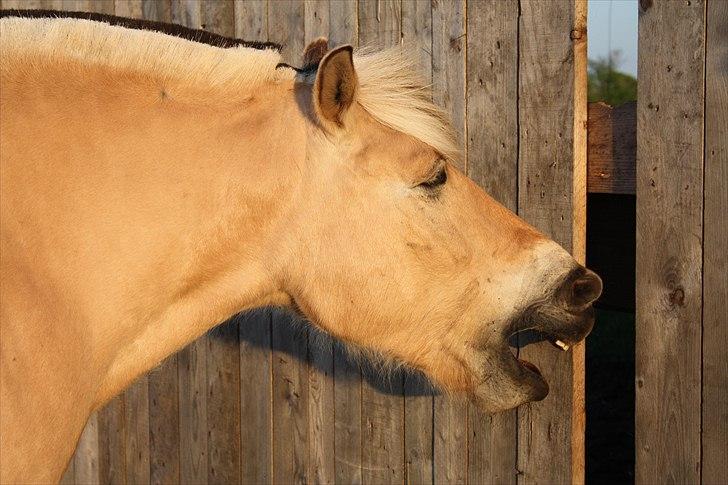 Fjordhest Laban billede 16