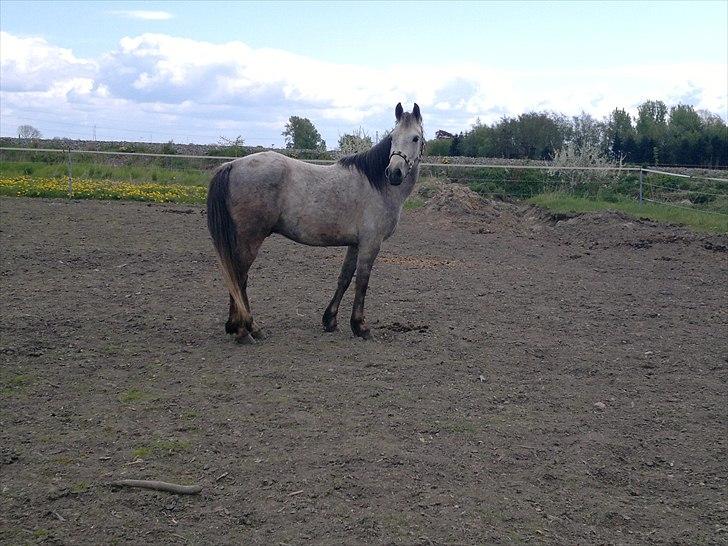 Anden særlig race Hugsy billede 5