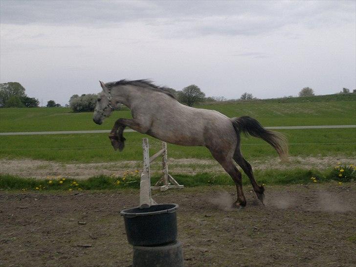 Anden særlig race Hugsy - Formentlig første gang han springer, han synes det er vildt sjovt. billede 6
