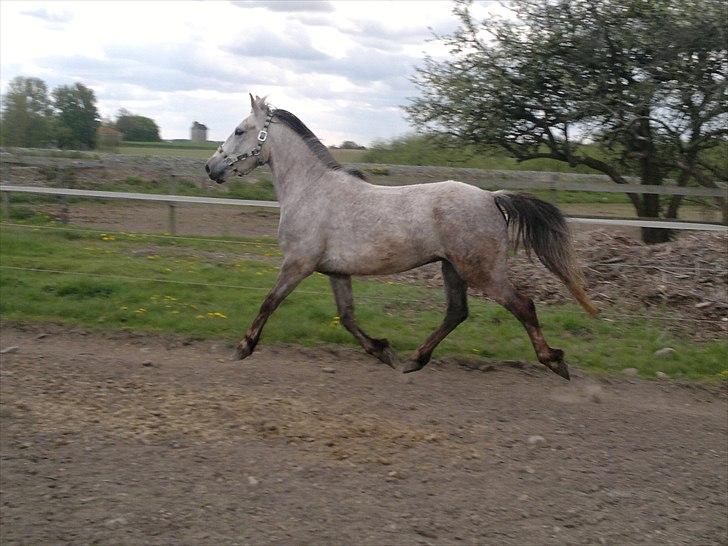 Anden særlig race Hugsy billede 7