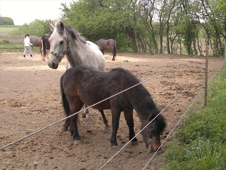 Anden særlig race Hugsy - Hugsen hygger med sin foldkammerat tarzan(25 år)  billede 8