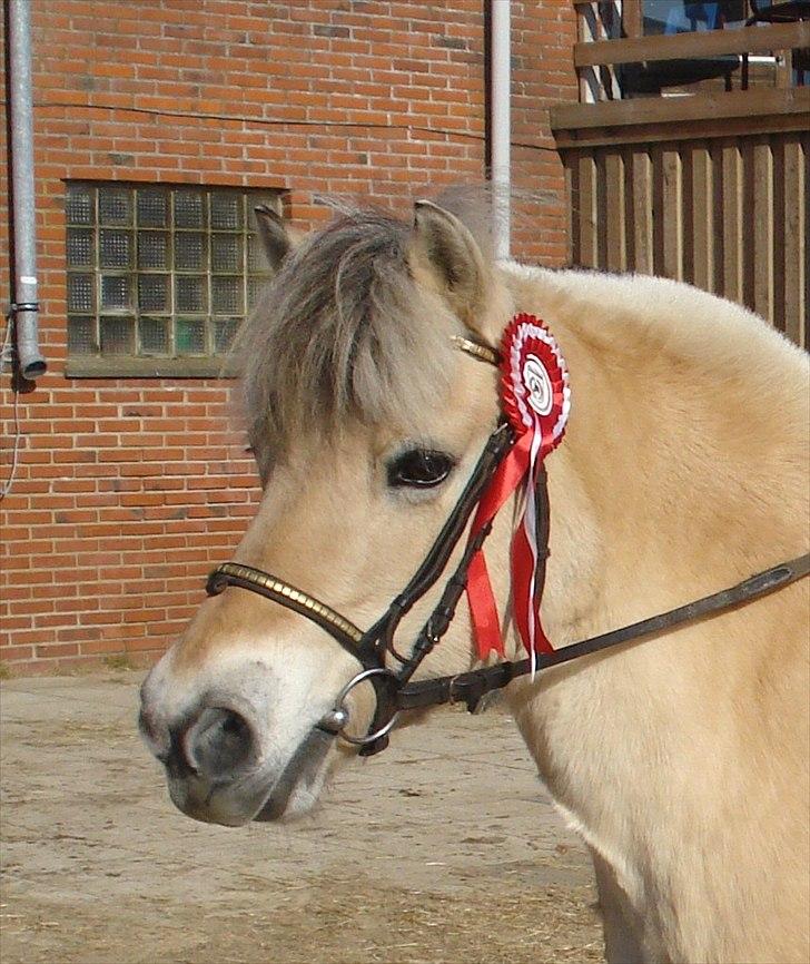 Fjordhest Line (-': - 20• Tak for kigget, smid gerne en kommentar og en bedømmelse!<3 -Taget d. 27/3-2011   [Foto: Far] billede 20