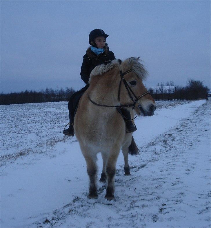 Fjordhest Line (-': - 3• En KOLD vinter-tur :D -Taget d. 28/11-2010   [Foto: Mor] billede 3