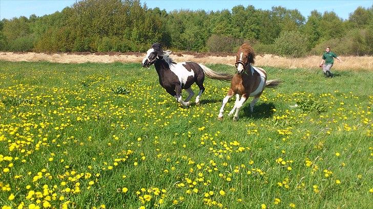 Anden særlig race prins bob tidliger pony - så er turboen slået til , fræse tur med kæresten på den nye mark billede 3