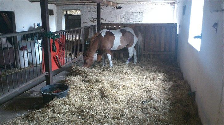 Anden særlig race prins bob tidliger pony - min nye store boks,  billede 5