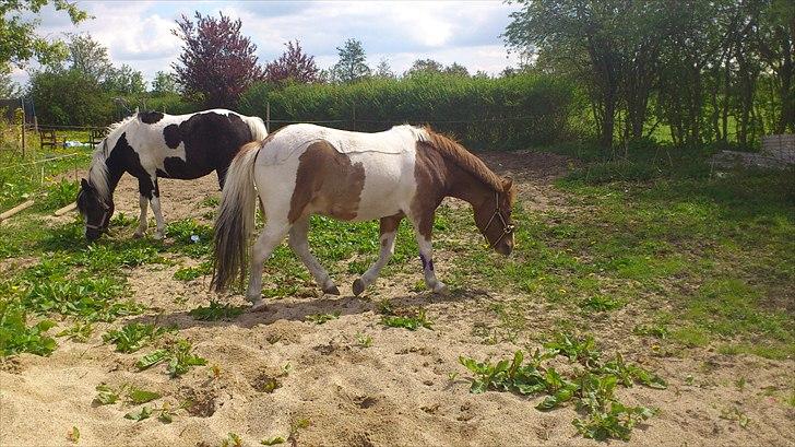 Anden særlig race prins bob tidliger pony - mig og kæresten på fold første gang billede 9
