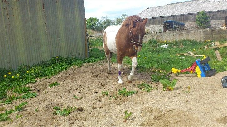 Anden særlig race prins bob tidliger pony - tag ikke fejl jeg er en lille frækkert billede 10