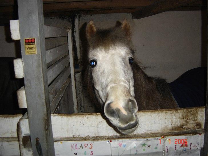 Anden særlig race Klaus  billede 2