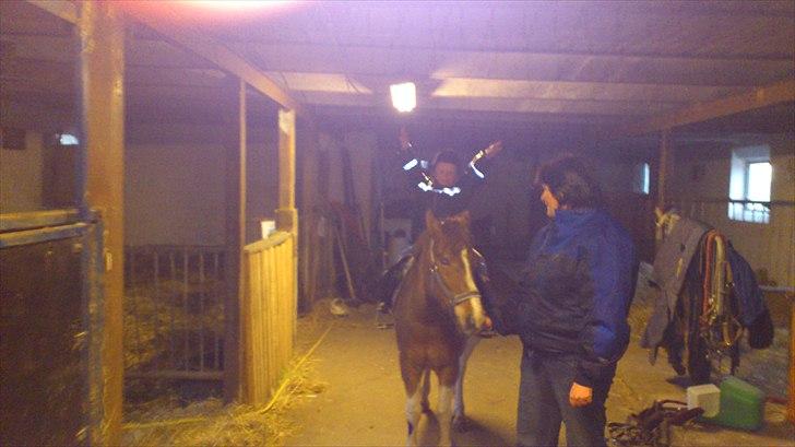 Anden særlig race prins bob tidliger pony billede 12