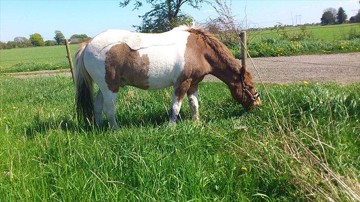 Anden særlig race prins bob tidliger pony - min nye madpakke billede 13