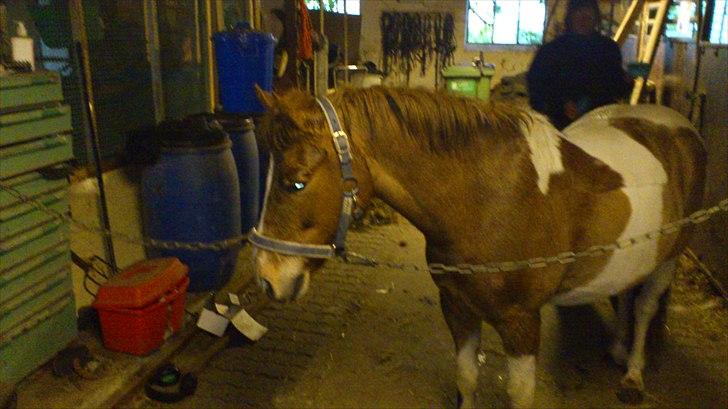 Anden særlig race prins bob tidliger pony - er der ikke en der har en godbid et sted billede 14