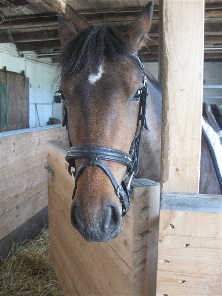 Tysk Sportspony Candy - Candy i stalden billede 6