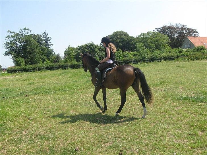 Tysk Sportspony Candy - mig og candy første skridt tur billede 12