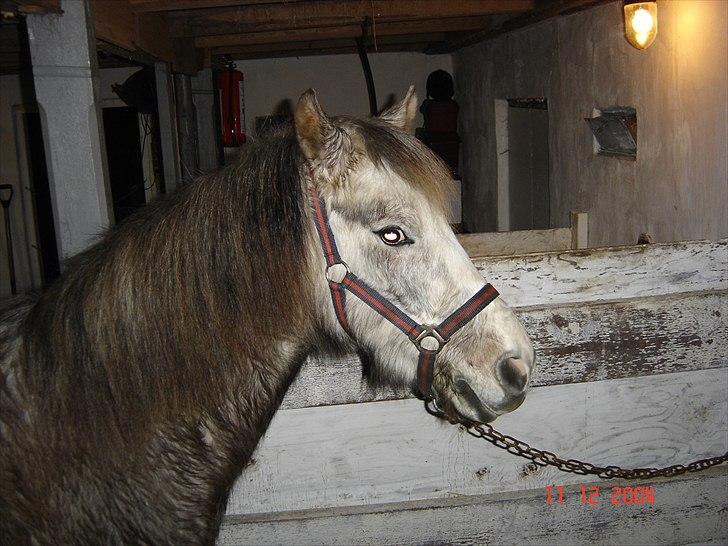 Anden særlig race Klaus  billede 4