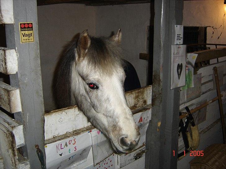 Anden særlig race Klaus  billede 5